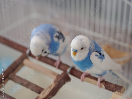 セキセイインコ　しょんぼり