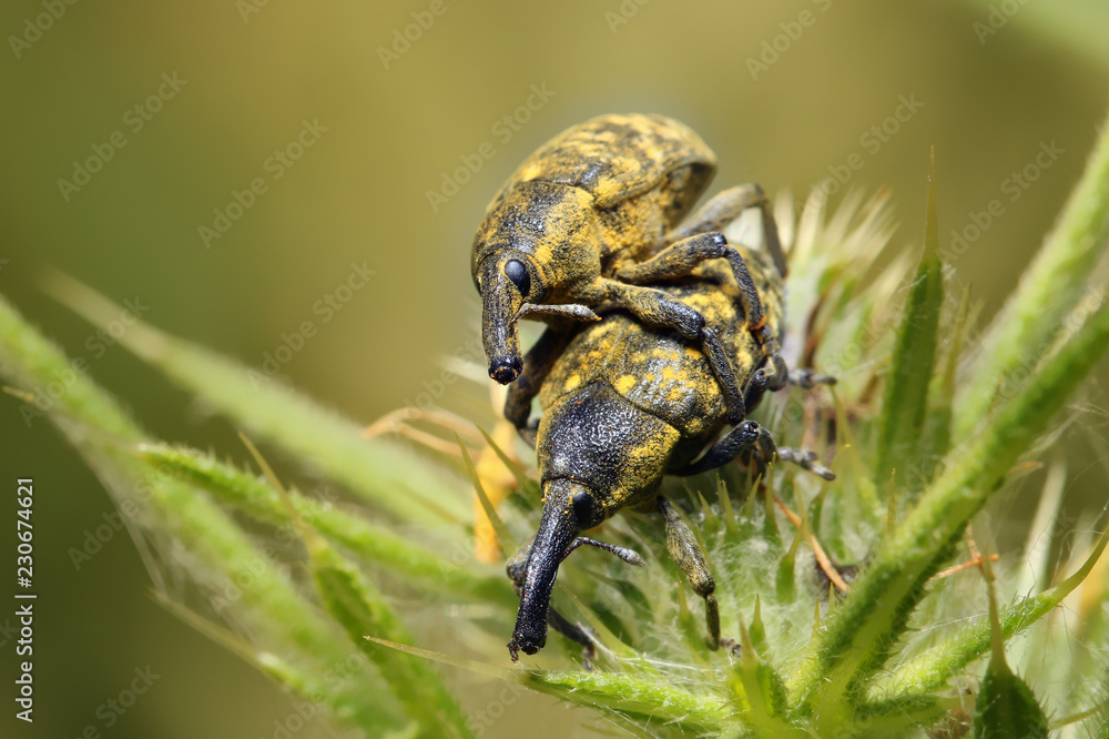 Two beetle male and female on a grass.
Two beetle male and female on a grass.