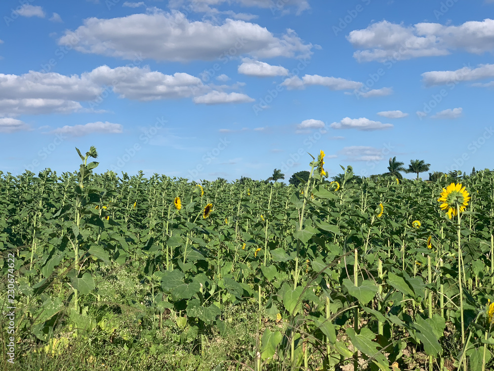 field of sunflowers 1