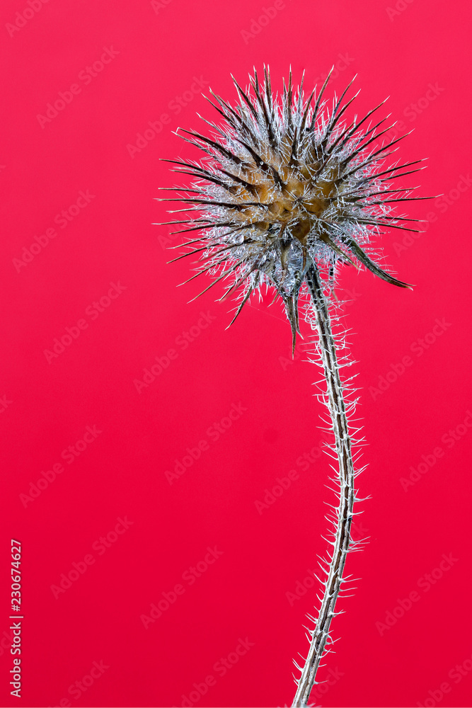 A single dried thistle with waterdrops - pink background
