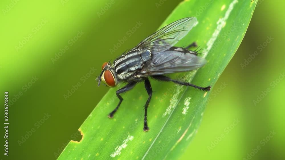 Closeup of a flesh fly (Sarcophagidae) perched on green leaf Closeup of a flesh fly (Sarcophagidae) perched on green leaf
