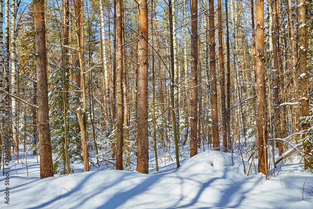 Fototapeta premium Beautiful winter forest in sunny and cold weather after snowfall