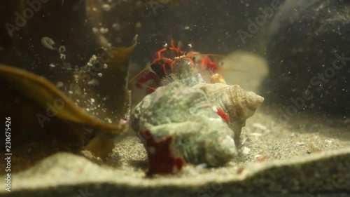 Social group of hermit crabs photo