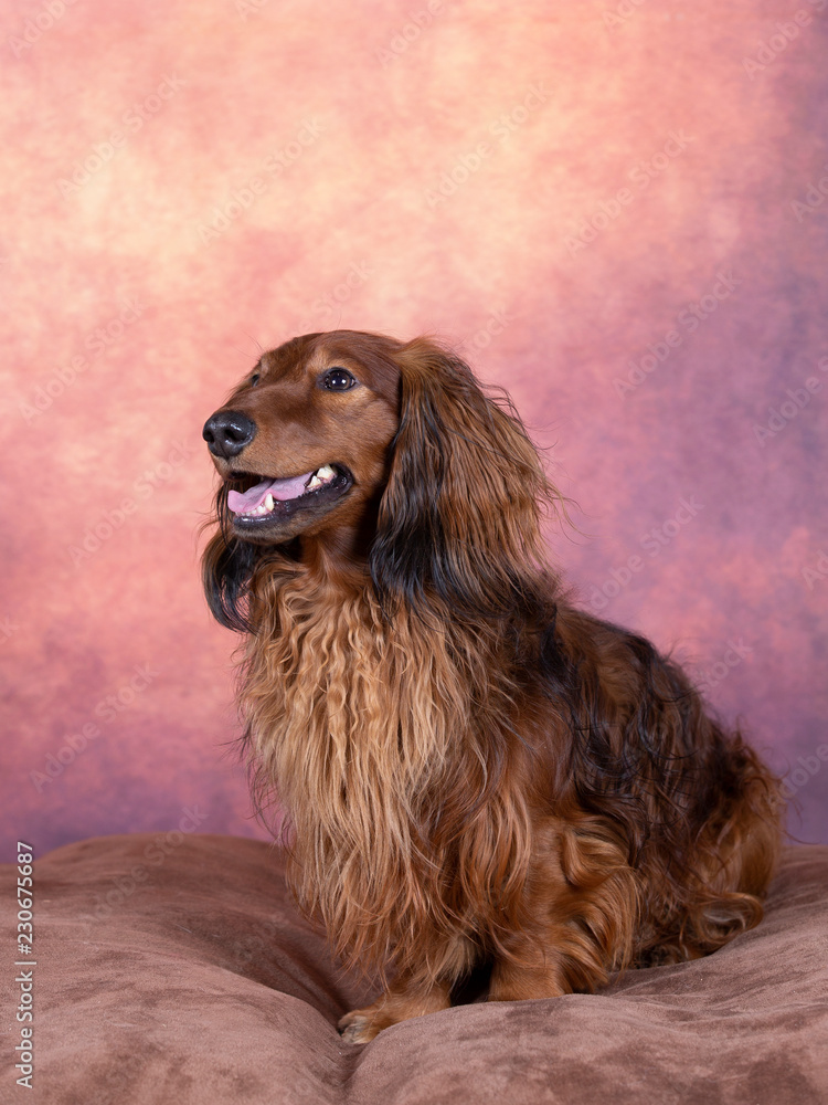 Long haired wiener dog portrait.
