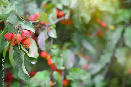 Green foliage bokeh background with branch of red paradise apple fruits
