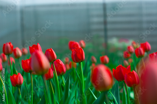 red flowers