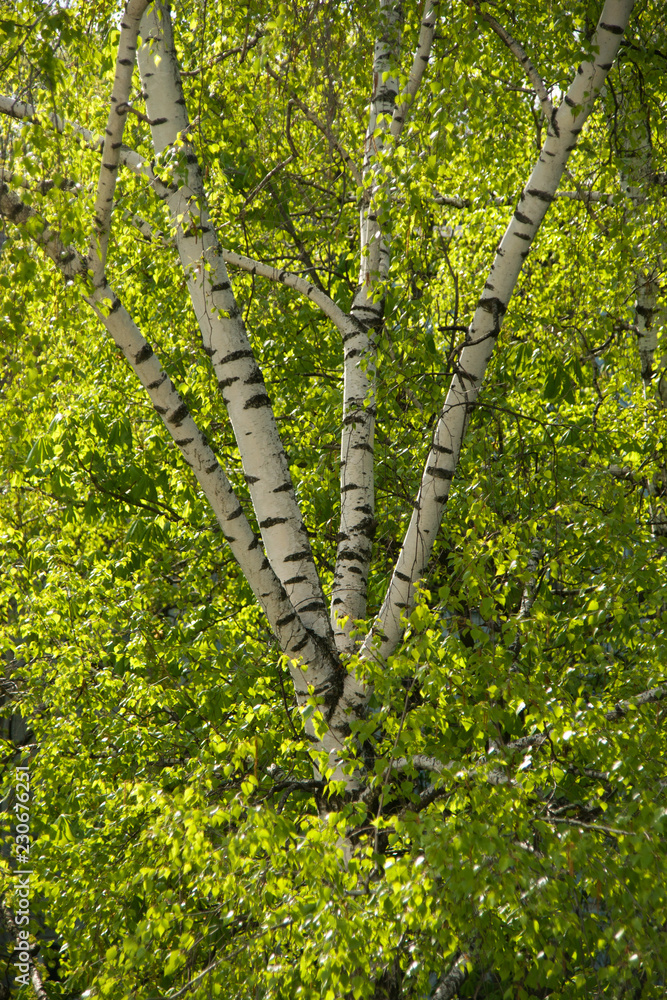 Fototapeta premium Birch tree