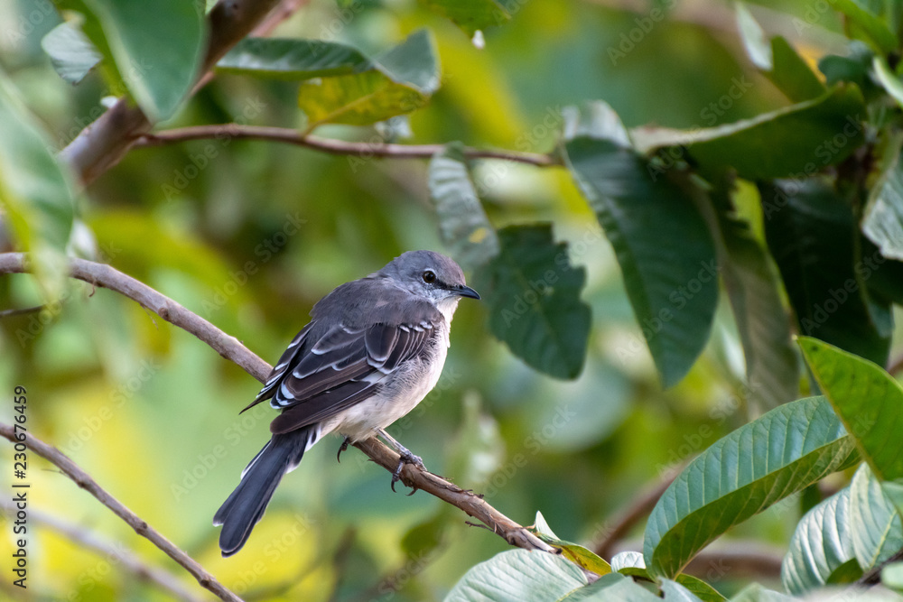Young Northern Mockingbird (Mimus Polyglottos) perched on a guava fruit tree branch in Jamaica. Young Northern Mockingbird (Mimus Polyglottos) perched on a guava fruit tree branch in Jamaica.