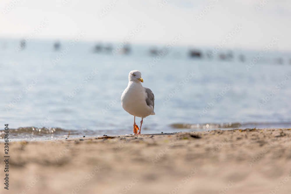 Fototapeta premium Möwe am Strand