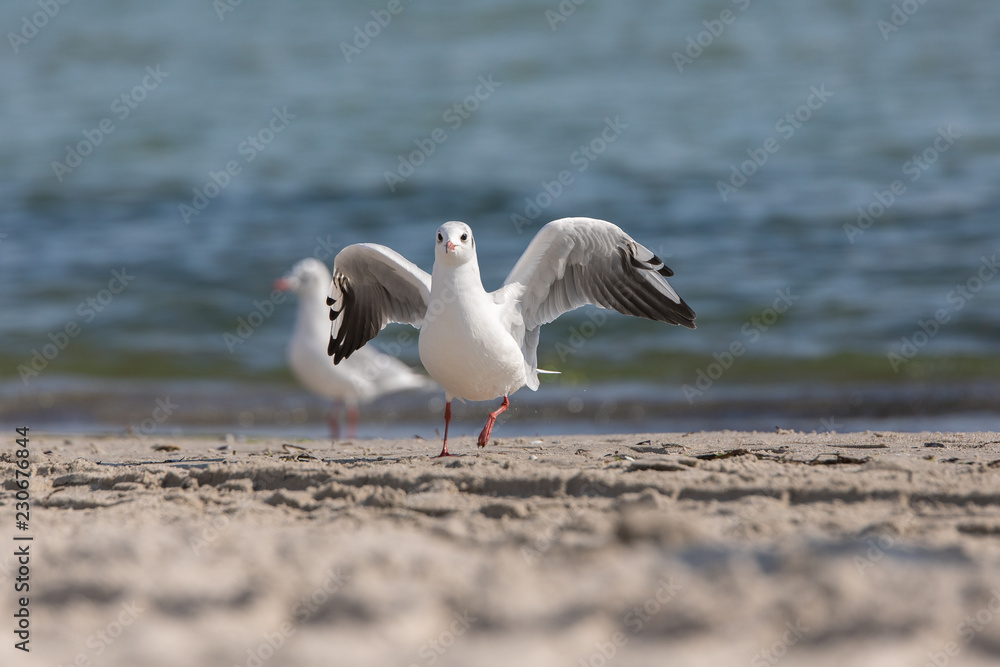 Fototapeta premium Möwe am Strand