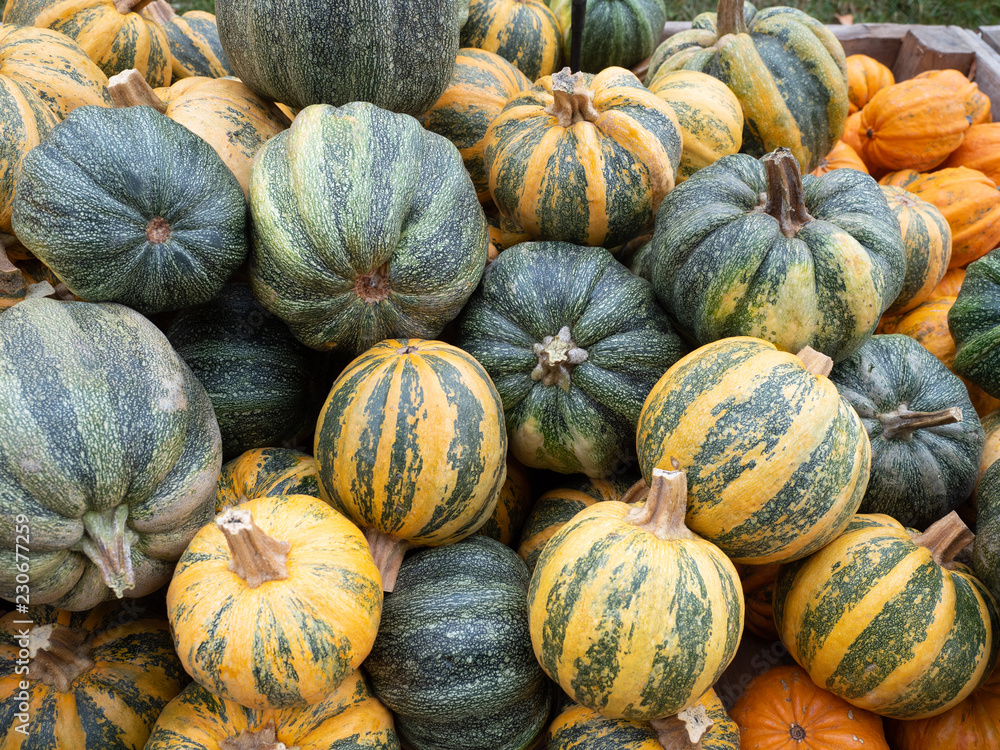 Kamo kamo pumpkin in market