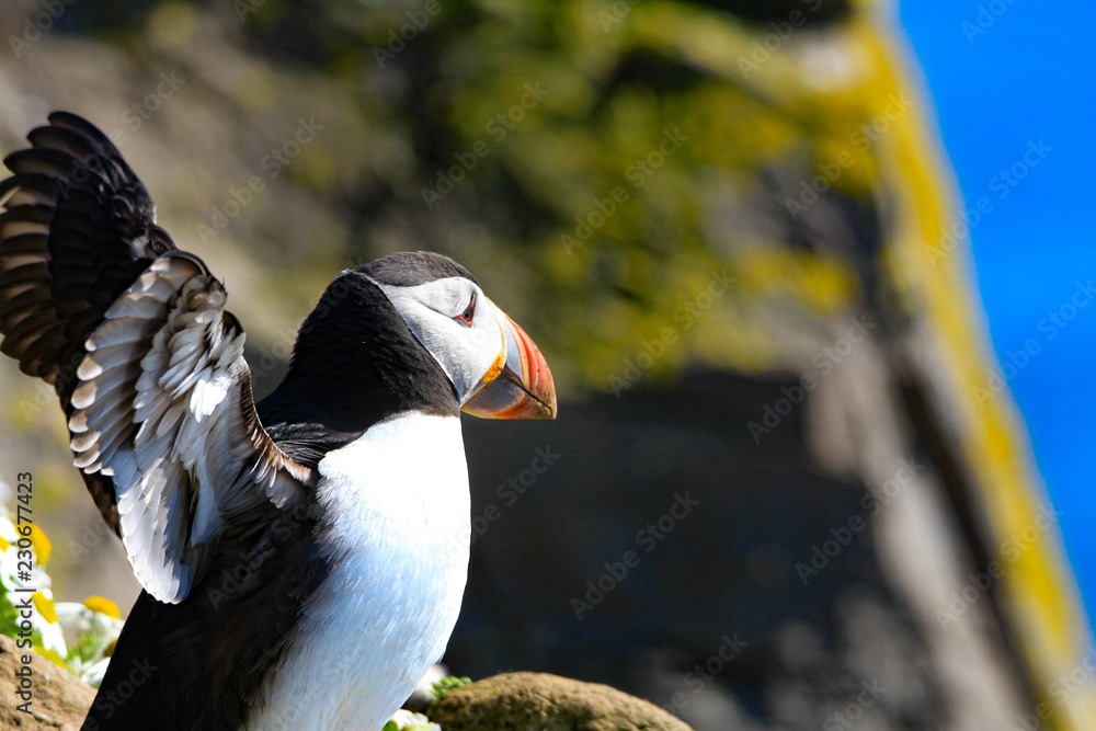 Obraz premium Puffin in Iceland Latrabjarg