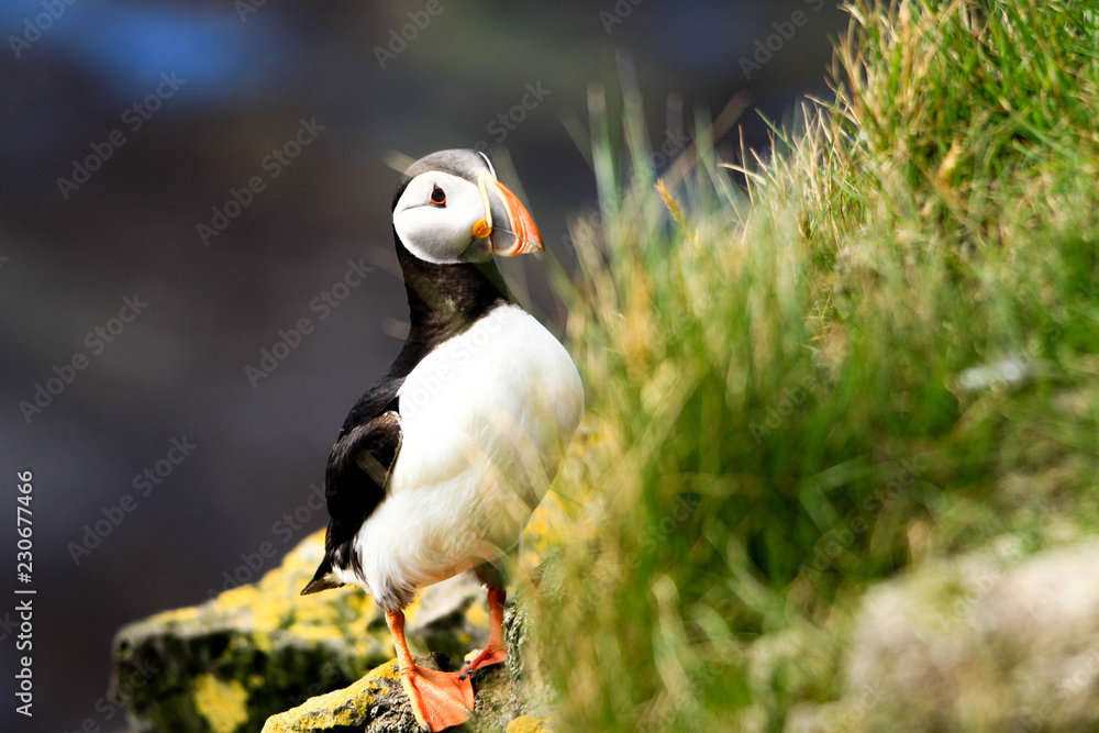 Puffin in Iceland Latrabjarg Puffin in Iceland Latrabjarg
