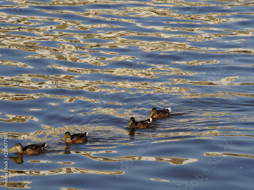Mallards (or wild duck) floating one by one in the water body
