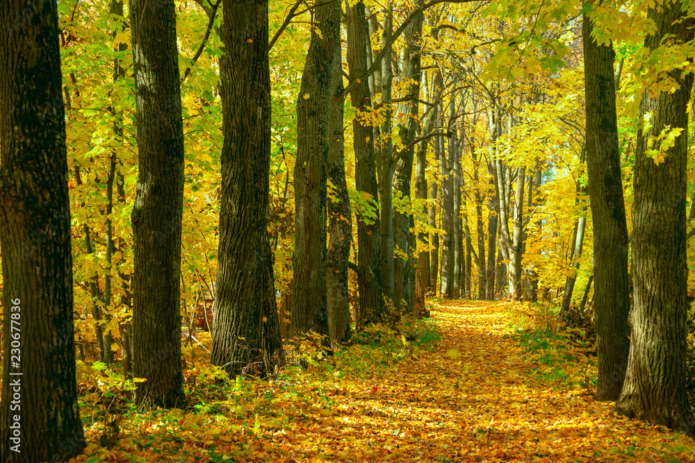 autumn alley, trees along the path