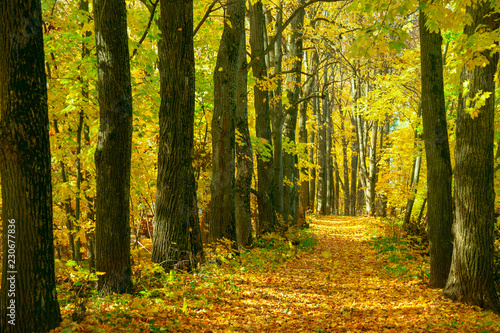 autumn alley, trees along the path