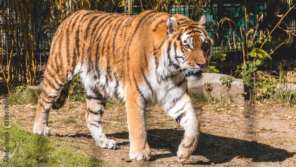 Fototapeta premium Beautiful Tiger portrait