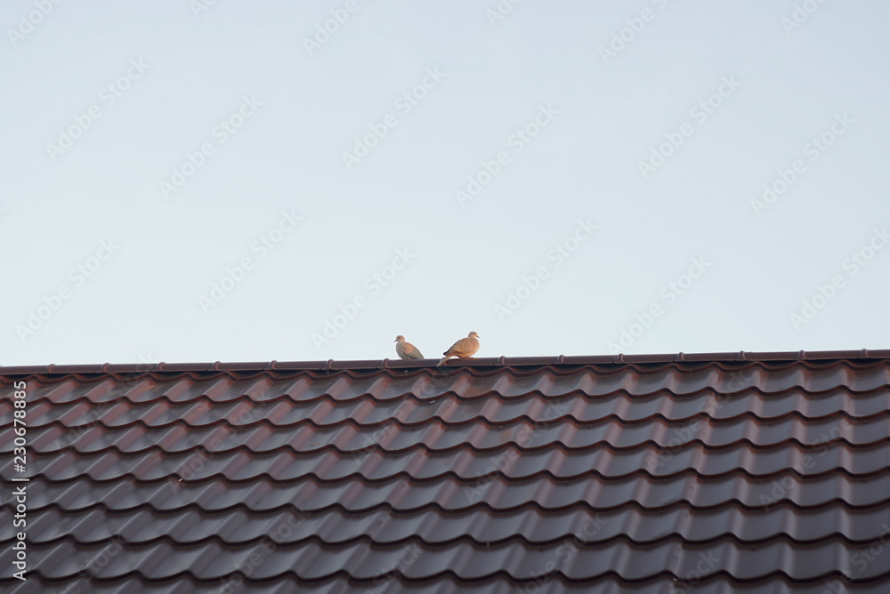 a couple of wild pigeons on the roof a couple of wild pigeons on the roof