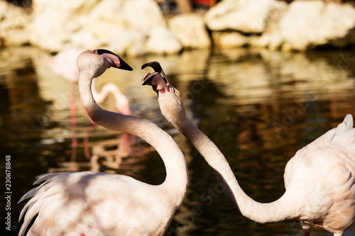su içindeki flamingolar photo