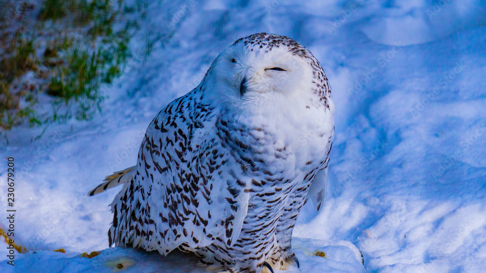 Schneeeule