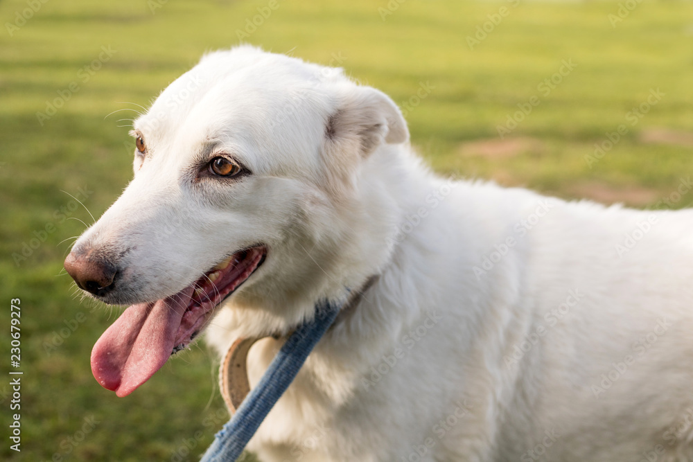 white dog portrait