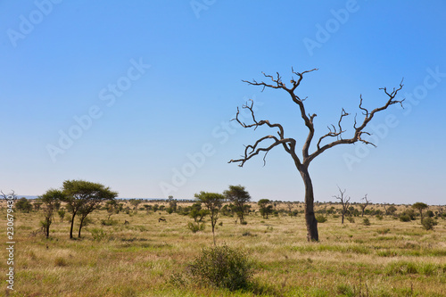 South Africa bush, landscape