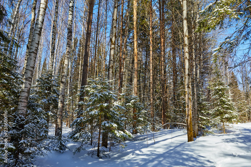 Beautiful winter forest in sunny and cold weather after snowfall