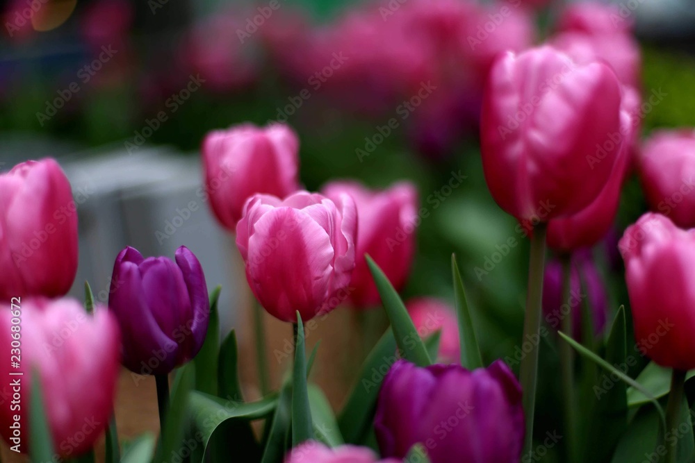 tulips in the garden tulips in the garden
