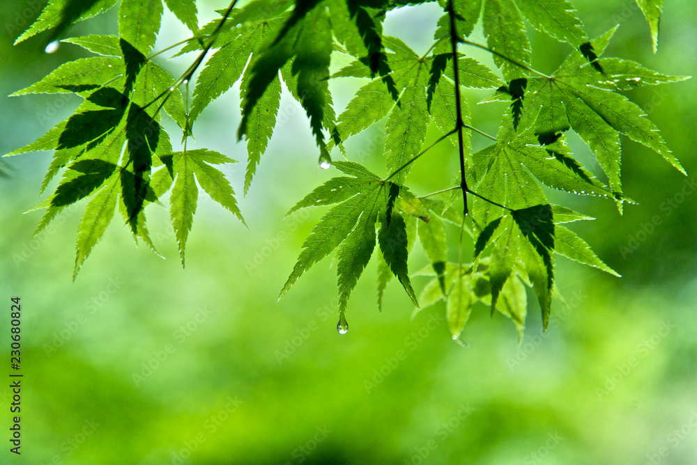 Leaves, Nature