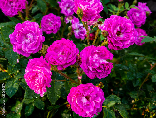 purple roses in bloom
