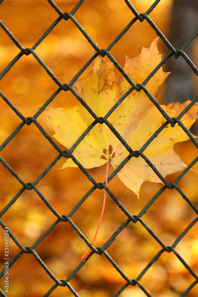 Fototapeta premium Maple leaf stuck in fence