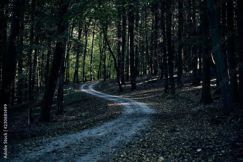 Fototapeta premium path going trough the dark autumn forest with many leaves on the floor. fall