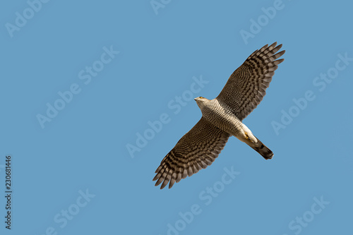 Eurasian sparrowhawk (Accipiter nisus) on blue sky background