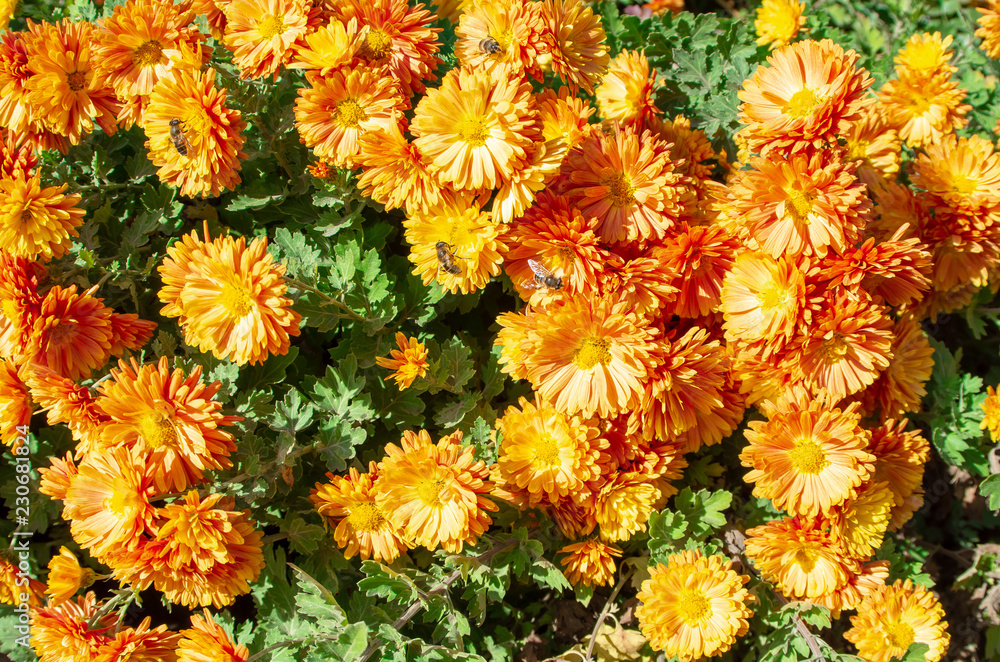 Autumn orange flowers with bees on flowers on a sunny day close-up for use as a background Autumn orange flowers with bees on flowers on a sunny day close-up for use as a background