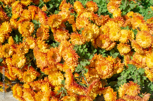 Autumn orange flowers with bees and insects on a sunny day close-up for use as a background