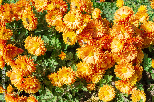 Autumn orange flowers with bees on flowers on a sunny day close-up for use as a background