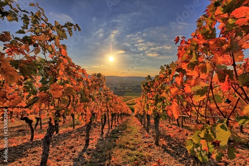 Herbst im Weinberg