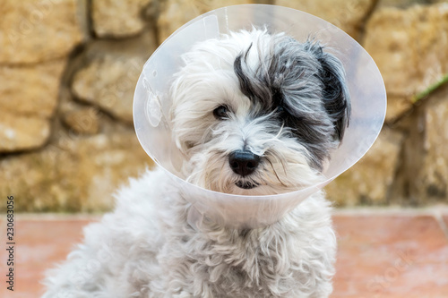 Havanese Dog with a Plastic Elizabethan  Collar for Protection after Surgery photo