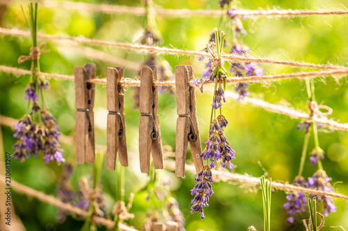Fototapeta Naklejka Na Ścianę i Meble -  Fresh and fragrant lavender dried on laundry lines