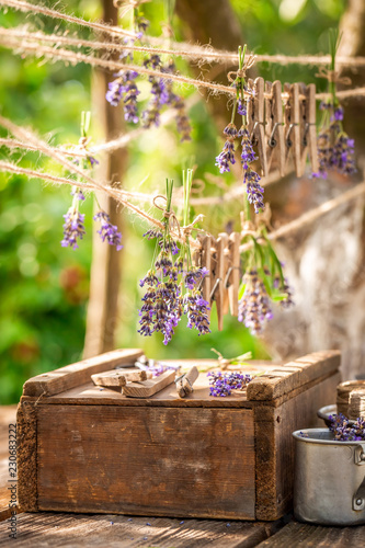 Fototapeta Naklejka Na Ścianę i Meble -  Aromatic and pleasant lavender hanging on a line with clasps