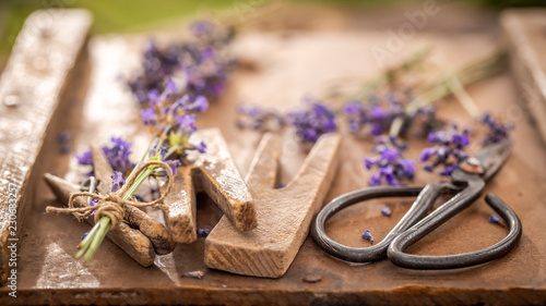 Fototapeta Naklejka Na Ścianę i Meble -  Freshly harvested lavender in a summer garden