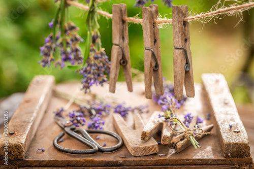 Fototapeta Naklejka Na Ścianę i Meble -  Homegrown and fresh lavender hanging on a line with clasps