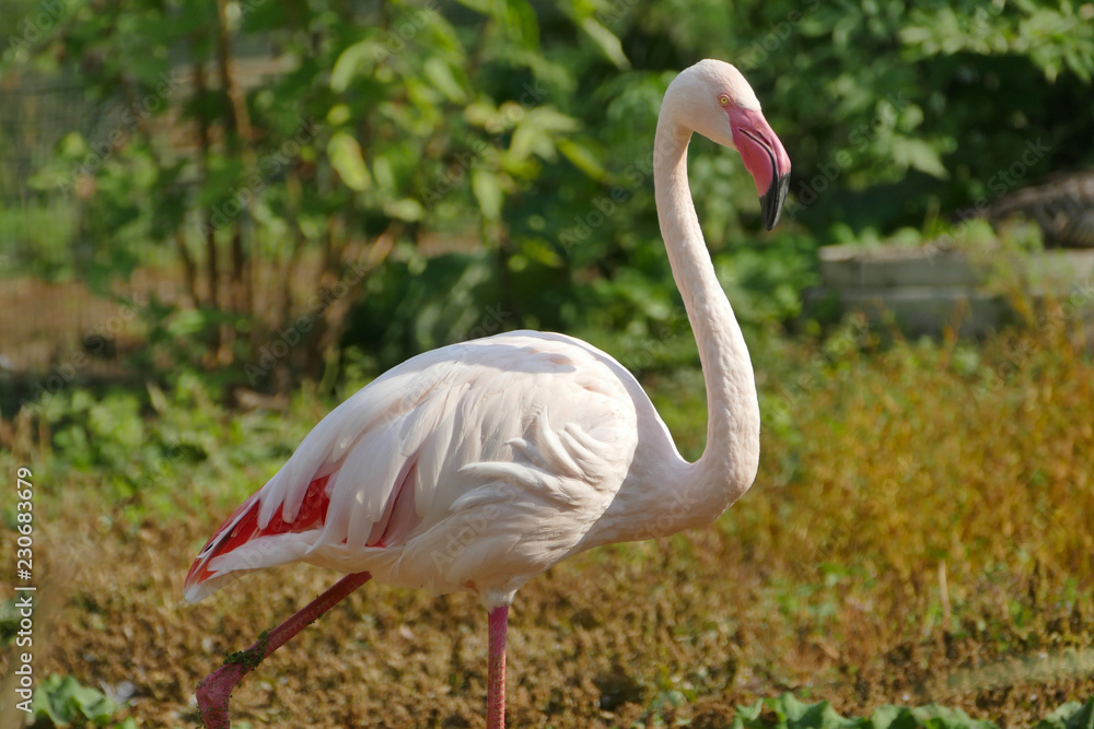 Single flamingo standing in swamp (Phoenicopterus) Single flamingo standing in swamp (Phoenicopterus)