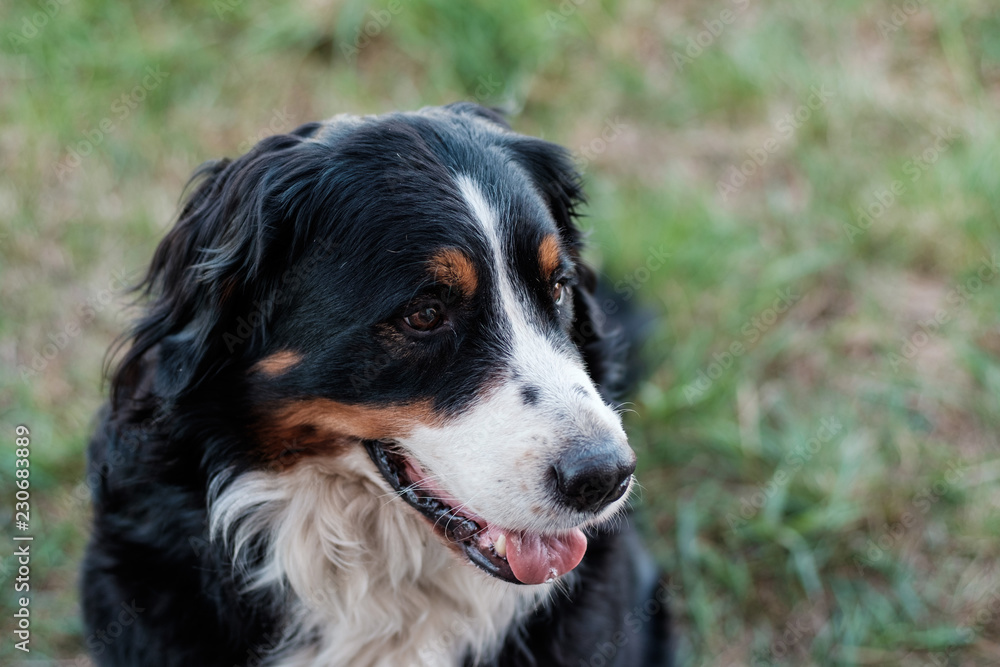 Bernese Mountain Dog on the grass