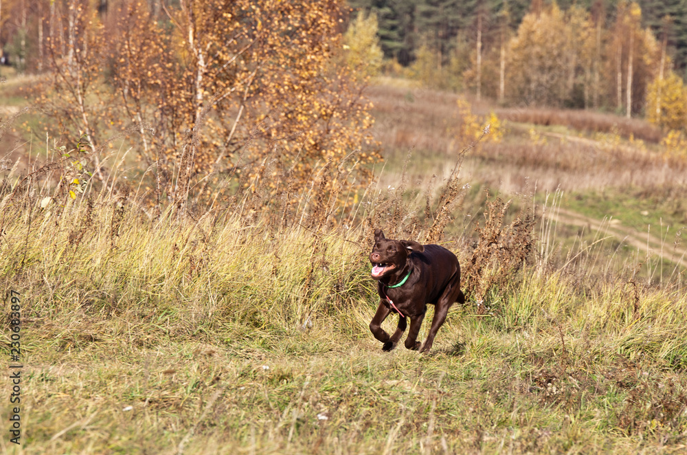 Dog breed chocolate brown labrador running on the field in autumn. Coursing Dog breed chocolate brown labrador running on the field in autumn. Coursing