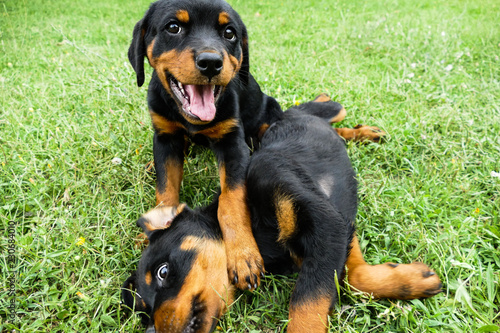 Two funny puppies playing outdoors. Small rottweilers walking in the garden and posing on the camera © Maryana