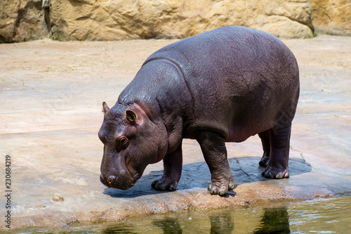 Young Hippopotamus (Hippopotamus amphibius) in the Zoo