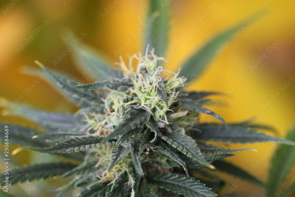 blooming autumn plant medical marijuana cannabis hemp blooming autumn plant medical marijuana cannabis hemp
