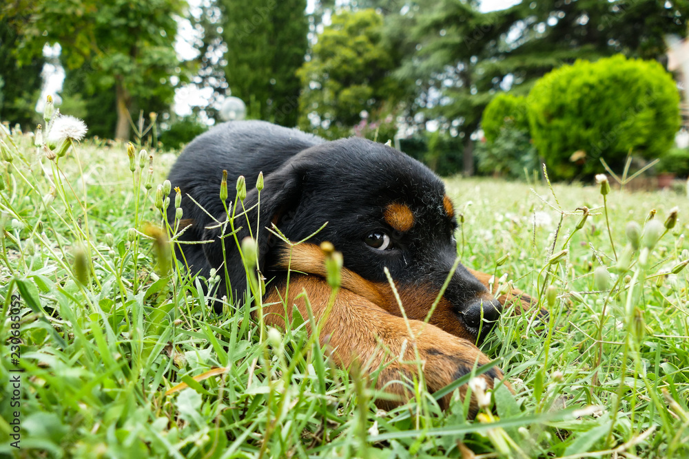 Rottweiler puppy hiding inside the grass in the garden. Beautiful pet looking on the camera. Rottweiler puppy portrait