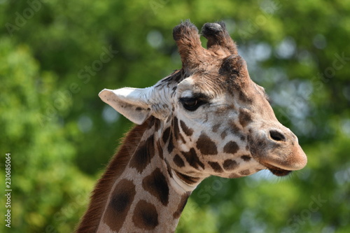 Giraffe © Amani A